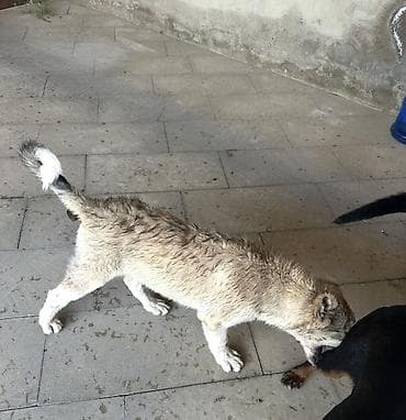 pitbull it: Kanqal, 3 ay, Erkek — 2
