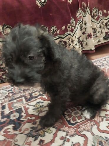 it baytarı: Pudel — 2