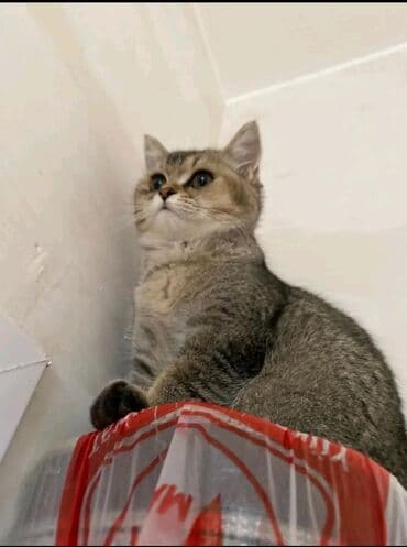 pişiklər pulsuz: Qızıl şinşilla, Erkək, Yaxşı əllərə, Ünvandan götürmə, Ödənişli çatdırılma — 1