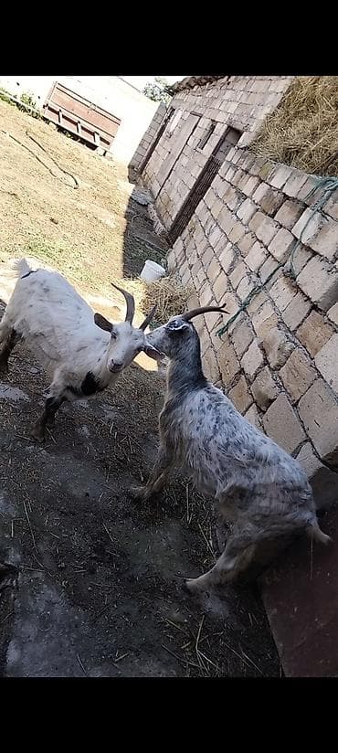 keci: Satılır: 2 baş keçi - Növ: ev keçisi - Rəng: biri ağ-qara ləkəli — 2