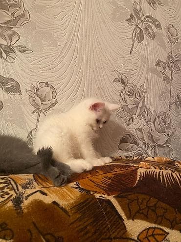 ev heyvanlari satisi: Britan — 4