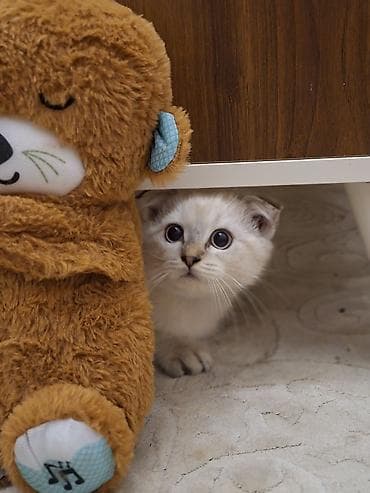 shotland pişiyi: Şotland yastı qulaq, Erkək, Yaxşı əllərə — 3