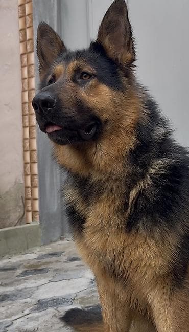 Alman çoban iti — 6
