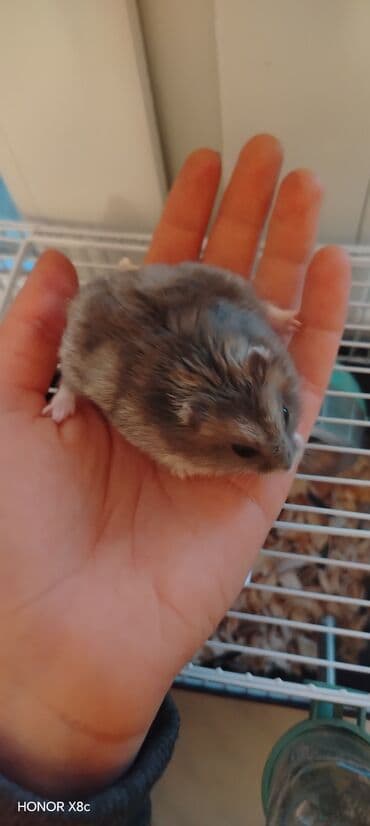 pisik yemi: Dwarf hamster – ev heyvanı - Növ: cırtdan (dwarf) hamster - Rəng — 3