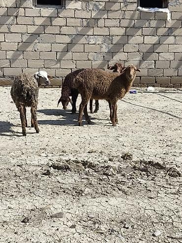 ana ari satisi: 4 eded Dişi quzu Satlir saglam heyvanlardi qiymet komna aydi — 1