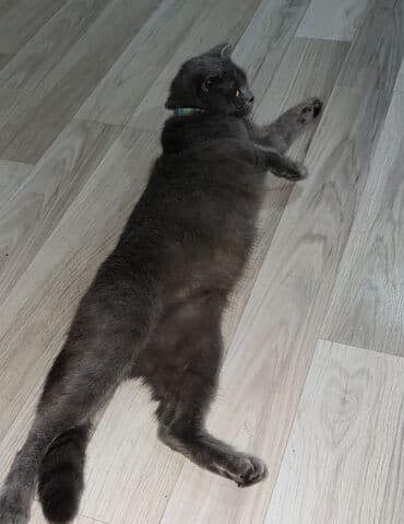 Digər heyvanlar: Şotland, Dişi, Ünvandan götürmə — 3