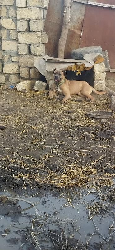 Məhsul: İt (iri cüssəli, qısa tüklü, qəhvəyi rəng) Təsvir: - Güclü