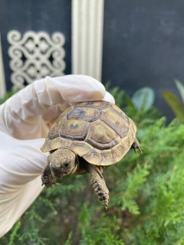 Təsvir: Kiçik ölçülü tısbağa, açıq qəhvəyi rəngli qabığı və tünd