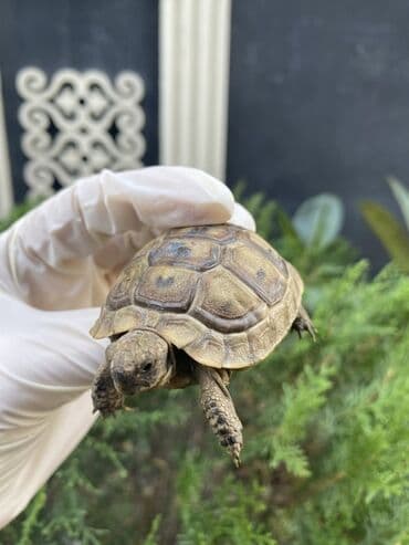 американский плоскоухий членистоногий когтеступ: Təsvir: Kiçik ölçülü tısbağa, açıq qəhvəyi rəngli qabığı və tünd — 1