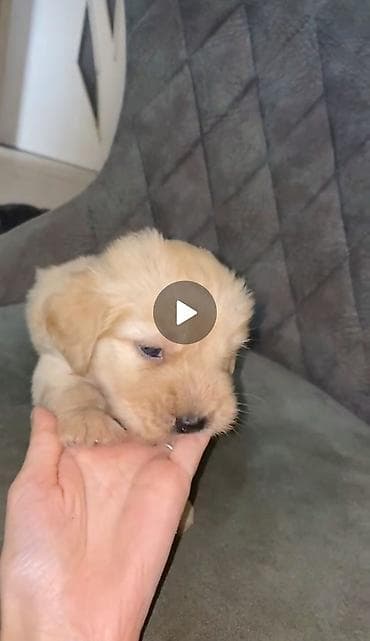 malt: Labrador-retriver, 2 ay, Erkek — 2