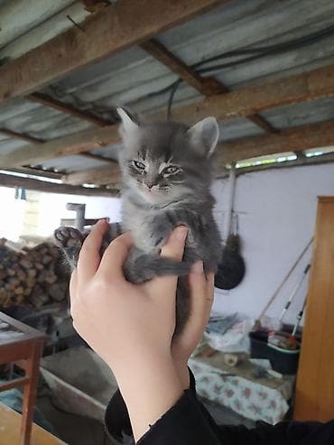 itlerin satisi ve qiymetleri: Yaxşı əllərə — 5