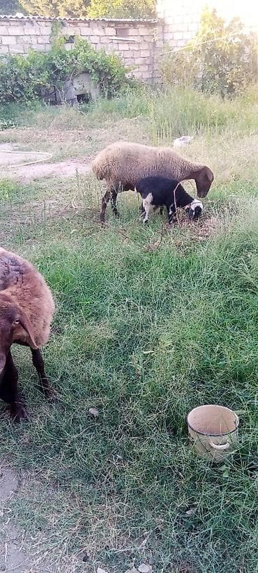 quzu: Satılır: xırdabuynuzlu heyvanlar sürüsü - Növ: Qoyun və keçi qarışıq — 7