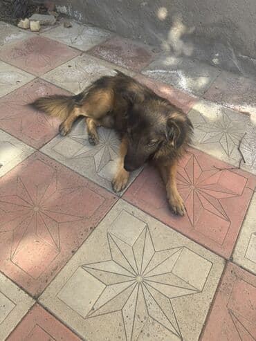 setteri it cinsinin digər adı: Heyvan: it (küçük və orta ölçü arası) Tip: ev/bağ üçün sadiq yoldaş — 1