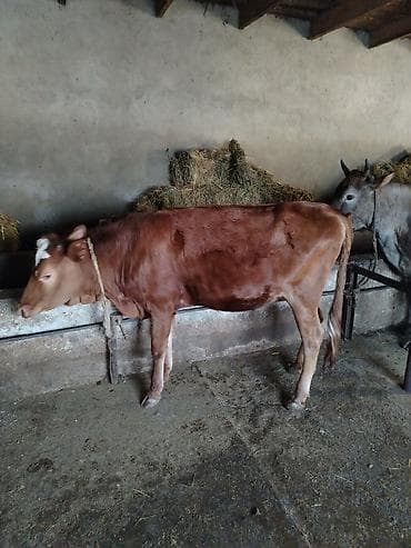 quzu satisi: Satışda: qırmızı rəngli dişi dana Xüsusiyyətlər: - Süd və ət — 3