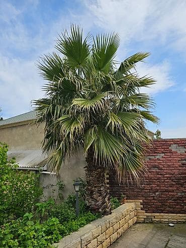 dekorativ otaq bitkiləri: Sağlam və baxımlı Palma ağacı satılır - 3.2 metr gövdə (Vaşinqtoniya) — 2