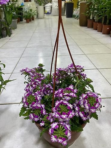 gül buketleri: Asılqan güllər – asma səbətdə dekorativ çiçəkli bitkilər - Asma — 9