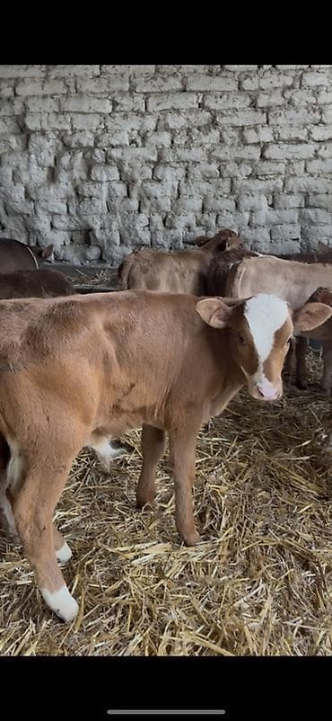 cins ineklerin satisi 2019: Satışda: dana balaları - Növ: yerli cins ətlik/südlük istiqamətə — 9