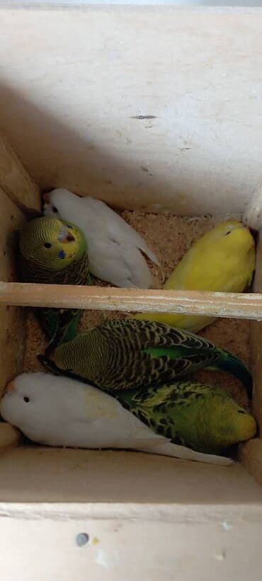 papuqay satişi: Popuqay satılır — 1