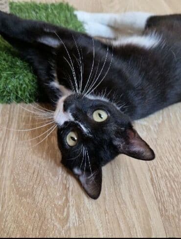 etibarlı əllərə verilir it: Dişi, Yaxşı əllərə, Ünvandan götürmə — 3