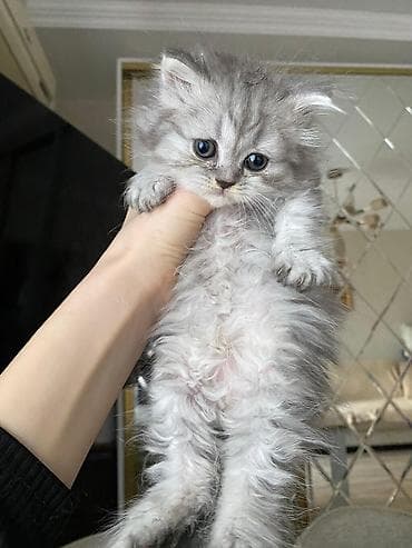 Pişiklər: Şotland — 6