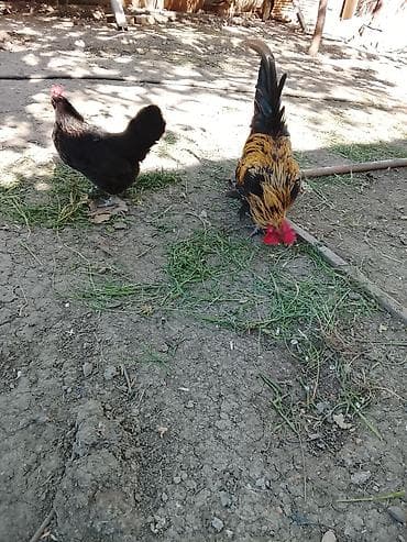 qus iran: Toyuq, Damazlıq — 6