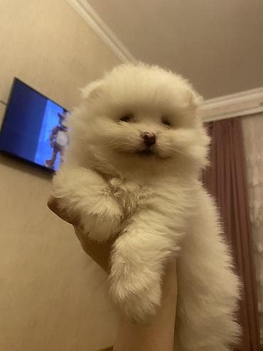 ucuz pekines satilir: Tercili satılır ciddi alıcı varsa Yazsin cins şitpz Elaqe nömresi — 1