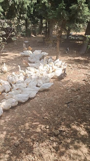 ev pişik adları: Pekin ördəkləri 4 ay yarimliq 120 eded topdan ve ya perakende satiş — 8