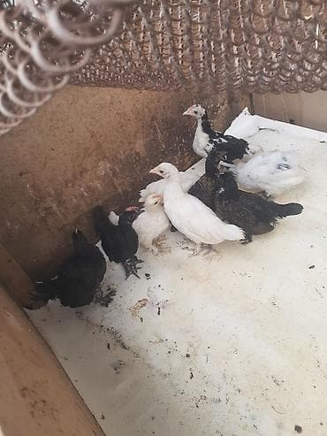 yaponka cucesi: Ağ-qara-bəzəkli hamısıda ayaqları lələkli 2 balaca sort yaponkalar — 5