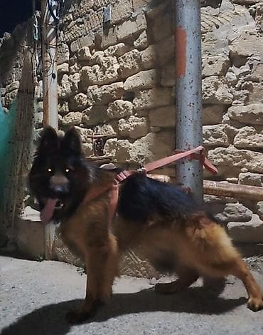 Alman çoban iti, 2 il, Erkek, Cütləşmə üçün