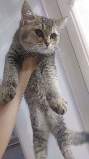 pişikler ucuz: Qızıl şinşilla, Erkək, Yaxşı əllərə, Ünvandan götürmə, Ödənişli çatdırılma — 4