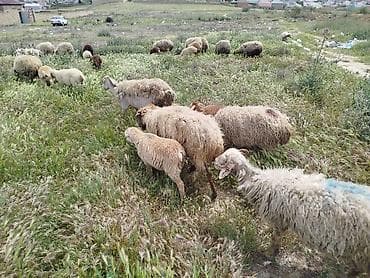 sican sekili: Qoyun sürüsü – qarışıq cinslər - Şəkillərdəki kimi otlaqda — 1