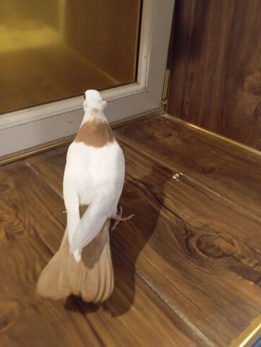 tap az goyercin satisi: Cins: göyərçini Rəng: Sarı boynuĝüllü desde kekilli boyun pecat — 2