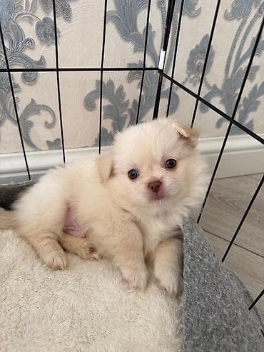 ıtler: Pekines, 2 ay, Dişi — 4