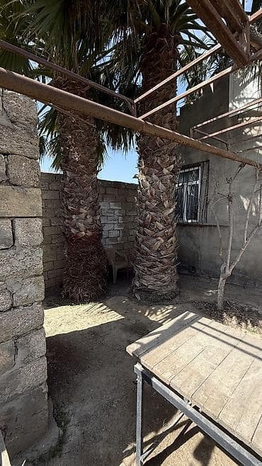 Satılır: həyət üçün iri dekorativ palma ağacları (2 ədəd) - Növ