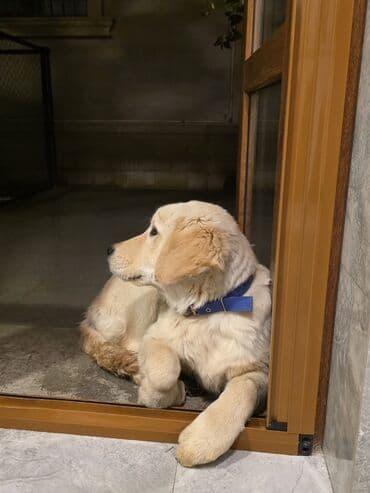 котята в баку бесплатно 2020: Ретривер, С прививками — 3