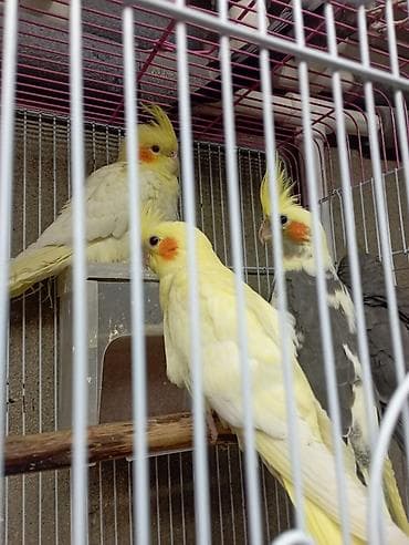 Balıqlar: Sultan (Cockatiel) papağanları tam sağlam quşlardır ele orgesibler — 7