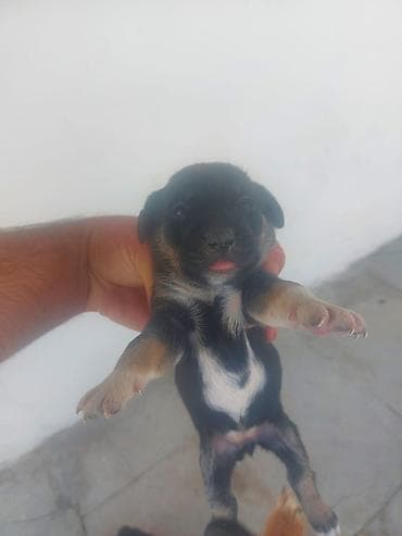 itlerin qiymeti ucuz: Zvonok, 1 ay, Dişi, Ünvandan götürmə — 1
