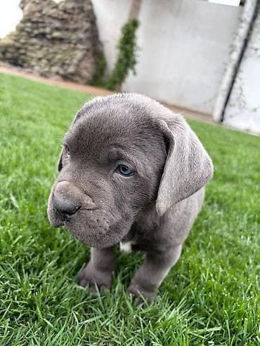 husky satilir: Kane-Korso, 2 ay, Erkek, Peyvəndli — 2