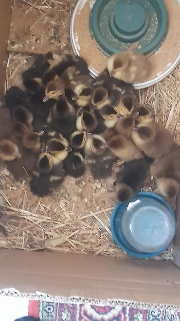 ördək növləri: Krasnadar zümrüdü balalar 5 m 28 dünü baladı 0556635464 — 1