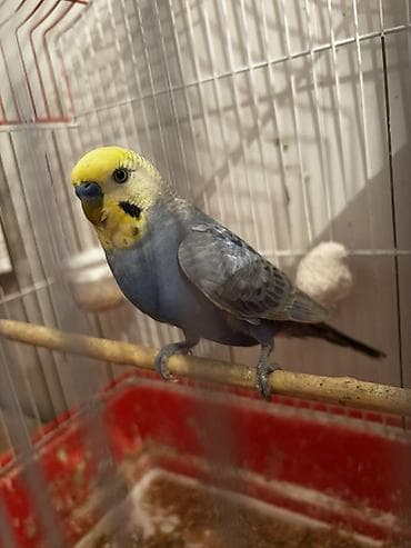 Rainbow quşlarının balası satılır 10 15 günə yemə düşəcəklər istiyən