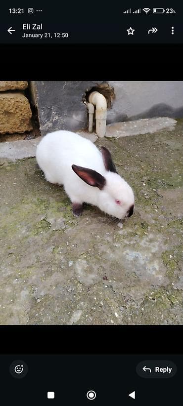 chappi it yemi: Əsl Kaliforniya sortudur — 4