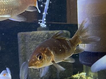 baliq tutanar: Koi, Sülhsevər — 2