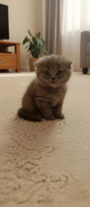 dişi pişiklər: Şotland, Dişi — 1