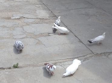 Ev göyərçinləri – müxtəlif rəngli və naxışlı 5 manatdan.hamisi satilir — 2