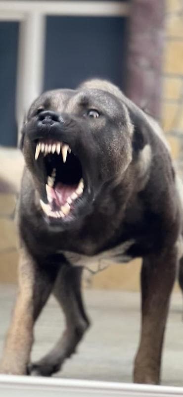 Digər heyvanlar: Alabay — 8