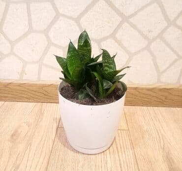 высокий кактус: Otaq Bitkisi


Çatdırılma Metro Sos 2azn — 4