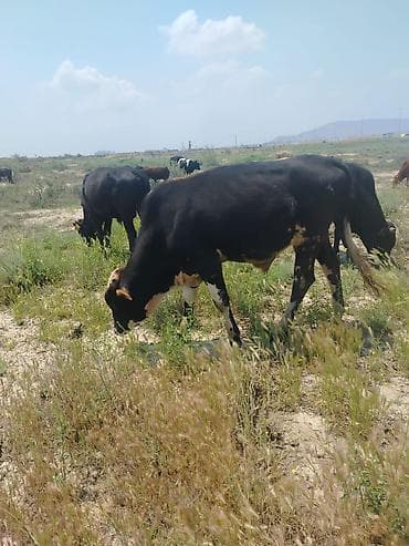 cepis sekilleri: Dana, buzov, Erkək, ay: 8, Damazlıq — 9