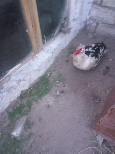 Птицы: Lal ordey erkey satlir 25 manat damazliq mastagada unvan - Cins — 3
