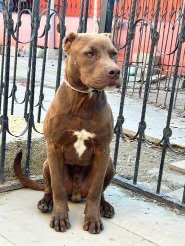 xaski erkek: Pitbul, Erkek — 5