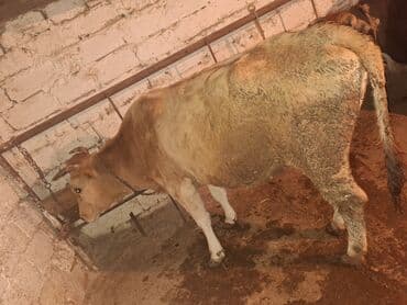 Bentley: .qisir ineyler 2 de kokdu — 3